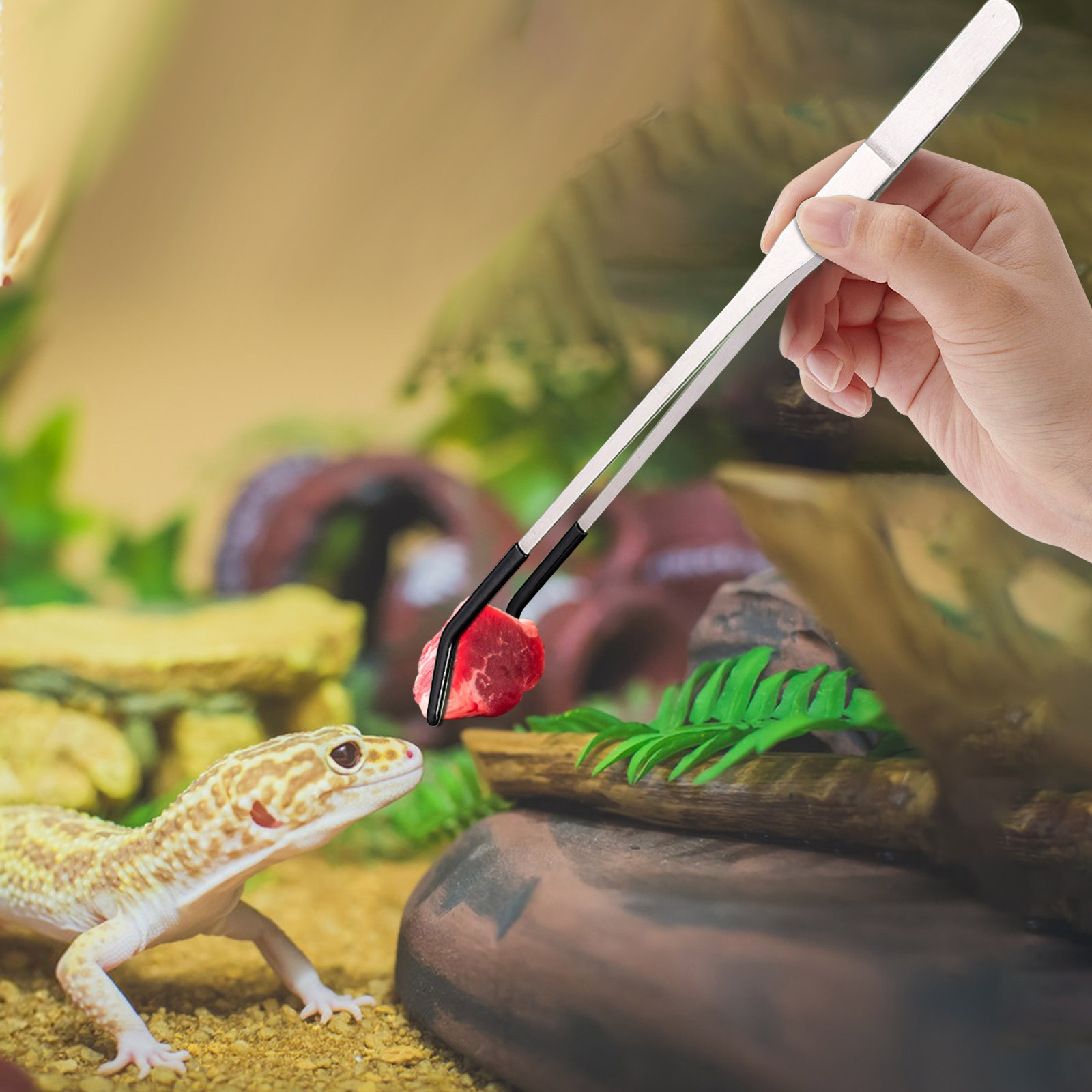Water Dish Reptile - Pinzette lunghe per alimentazione rettili in