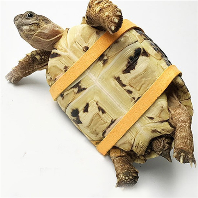 Cintura di Trazione per Tartar - Water Dish Reptile recensione e prezzo