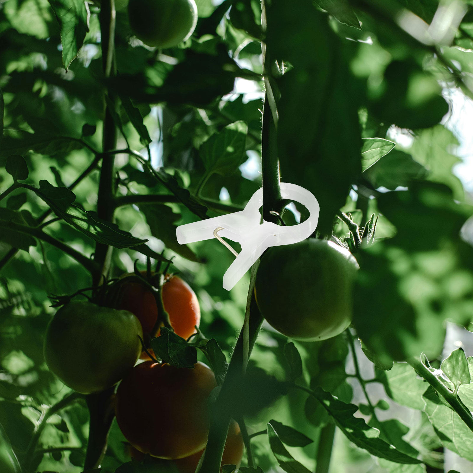 100 Pezzi di Clip in Plastica  - Vine Climbing Plastic recensione e prezzo